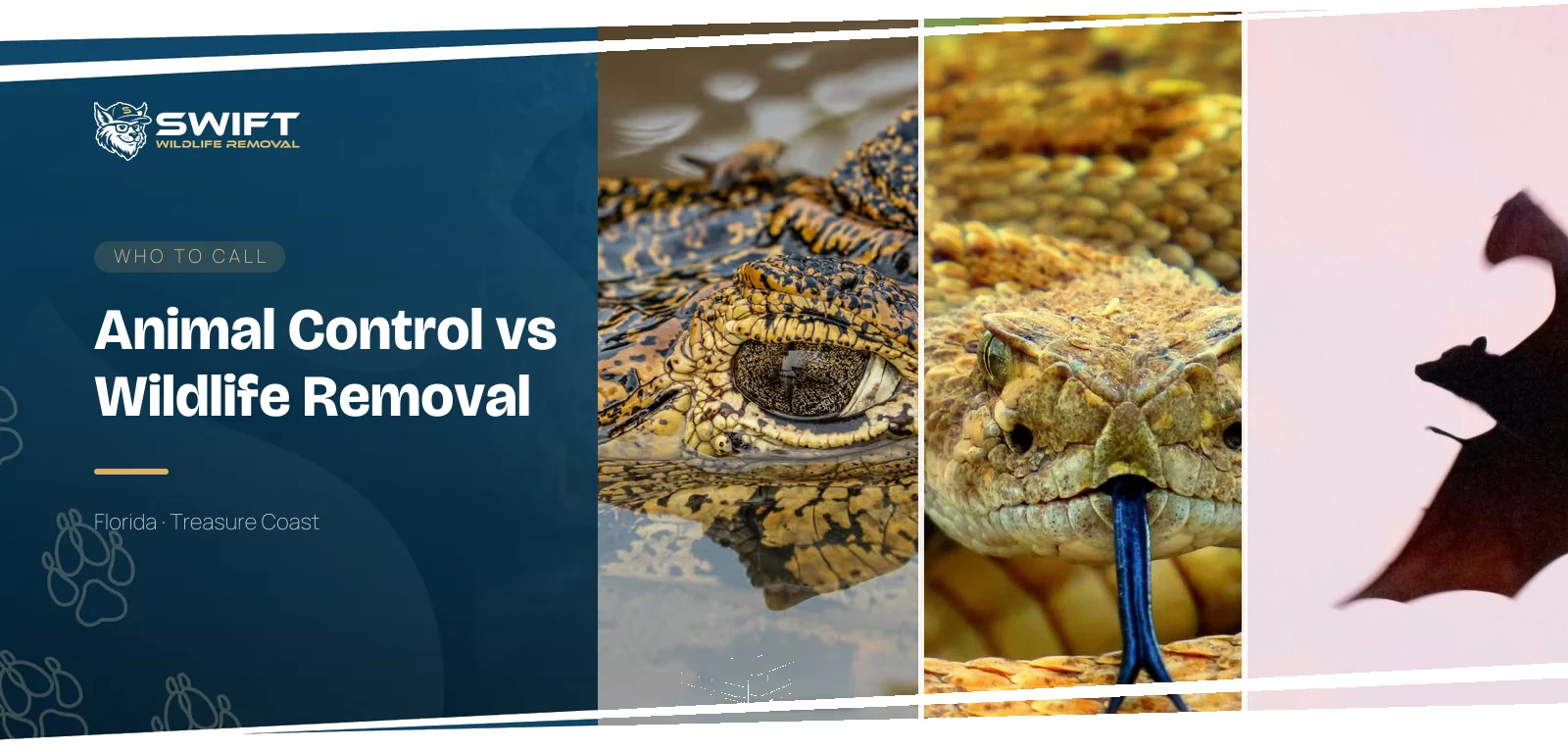 Who to call for wildlife in Florida — photos of an alligator, a rattlesnake and a bat in flight