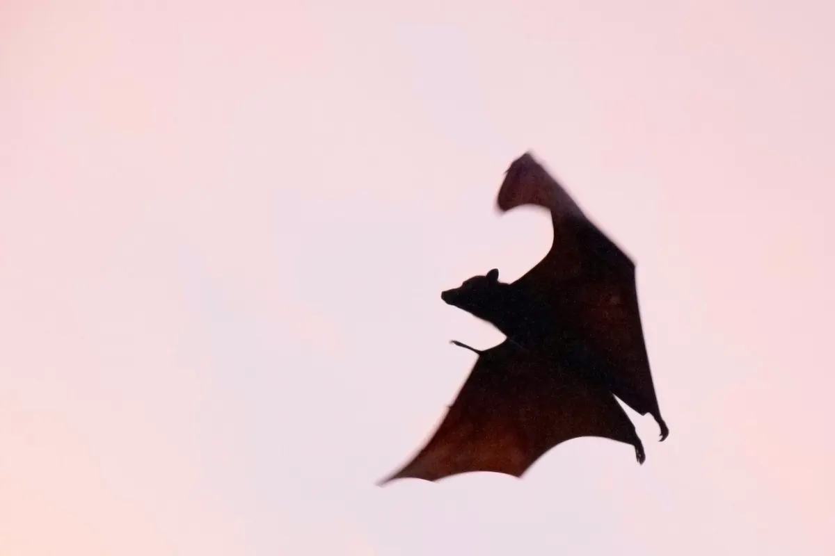 A bat in flight silhouetted against a pale evening sky