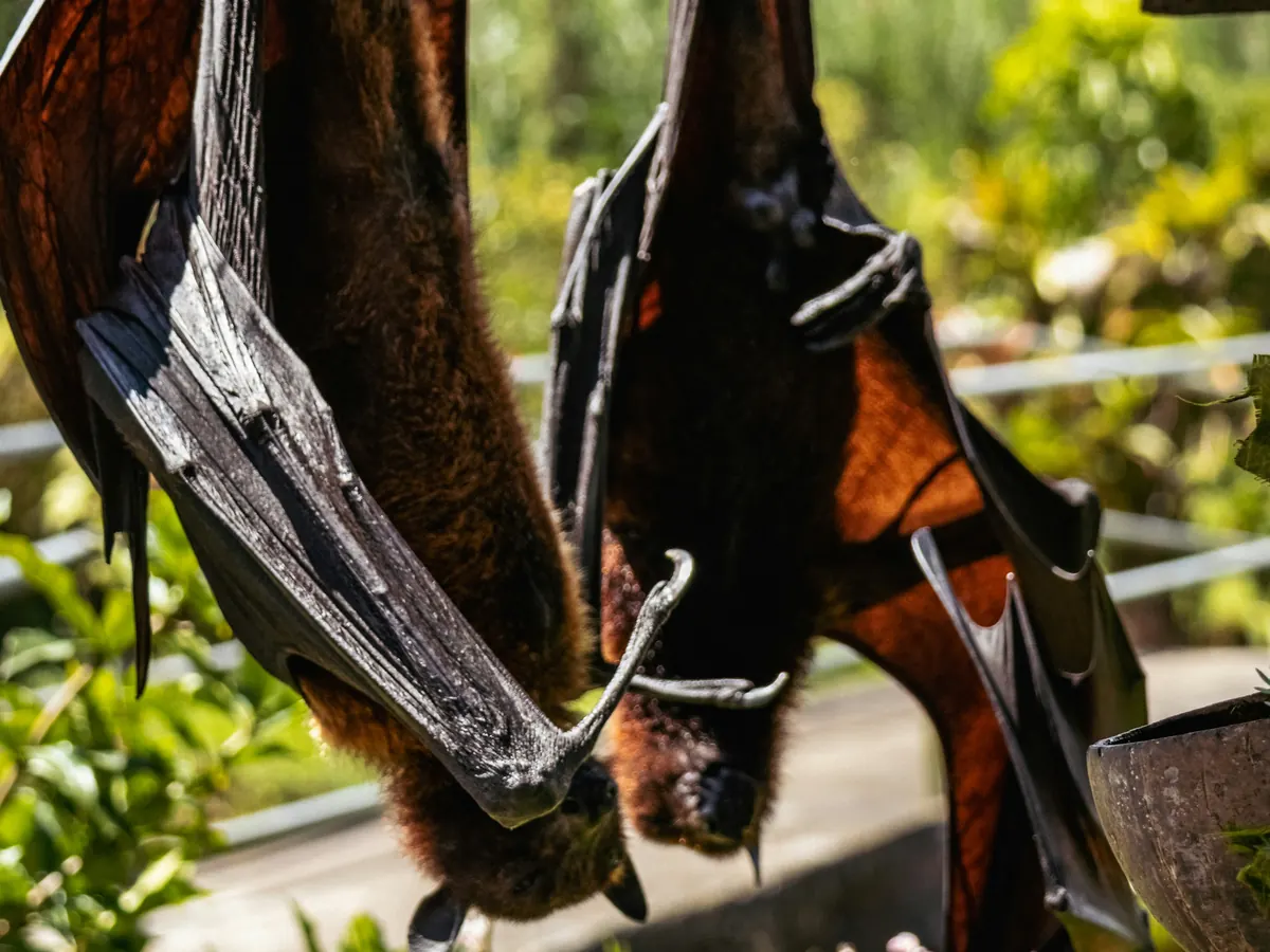 Two large fruit bats roosting upside down beneath a wooden structure