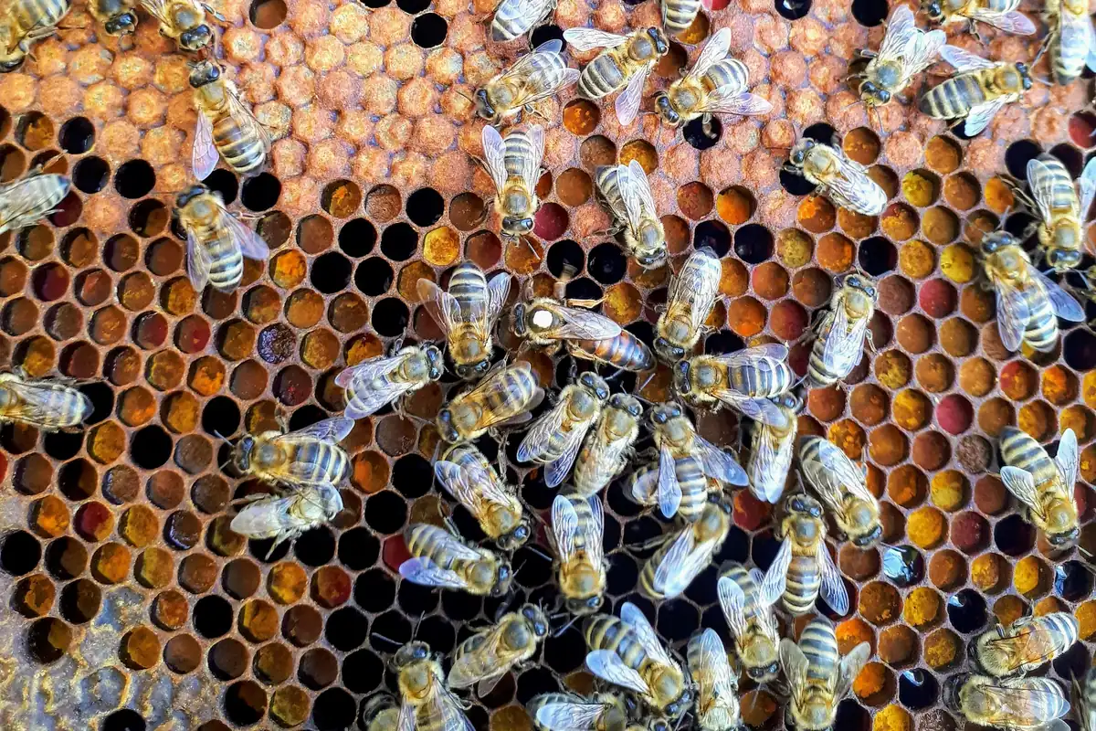 Honey bees covering a frame of honeycomb inside a hive