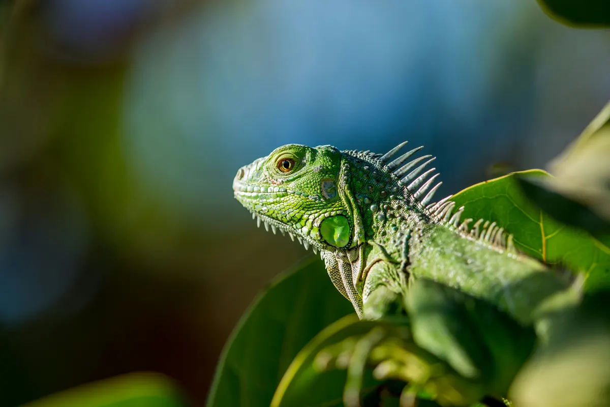 A green iguana resting on leafy branches in bright sunlight