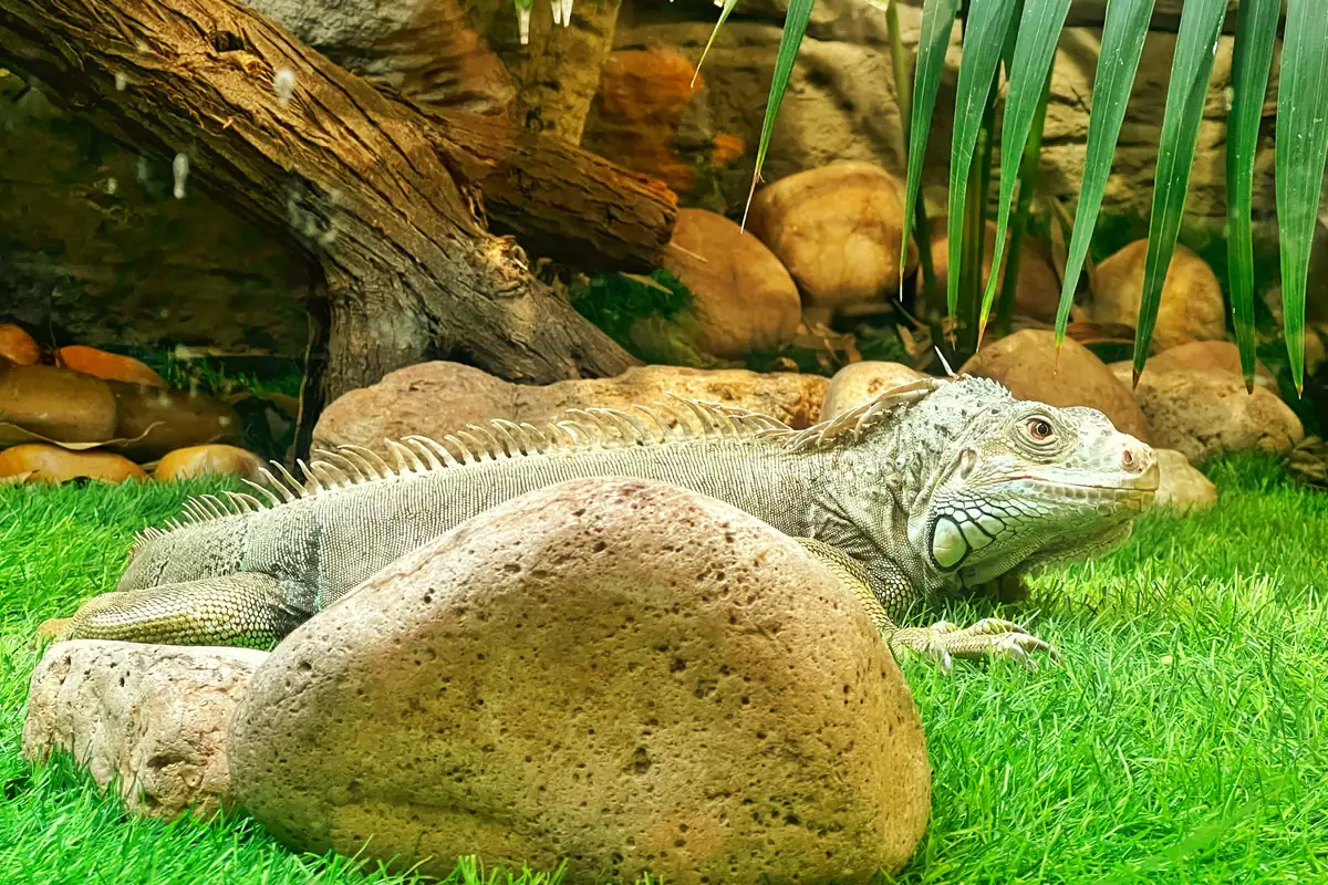 A large green iguana resting on rocks beside water
