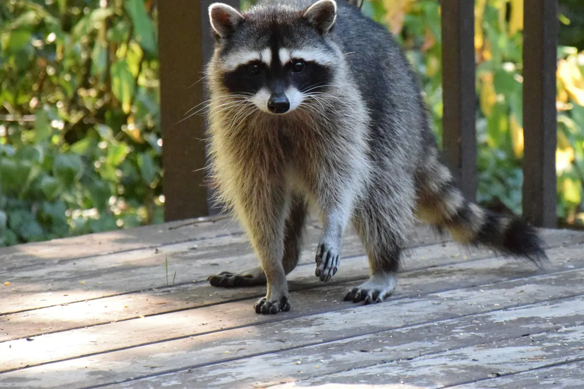A raccoon standing on a wooden deck outside a home