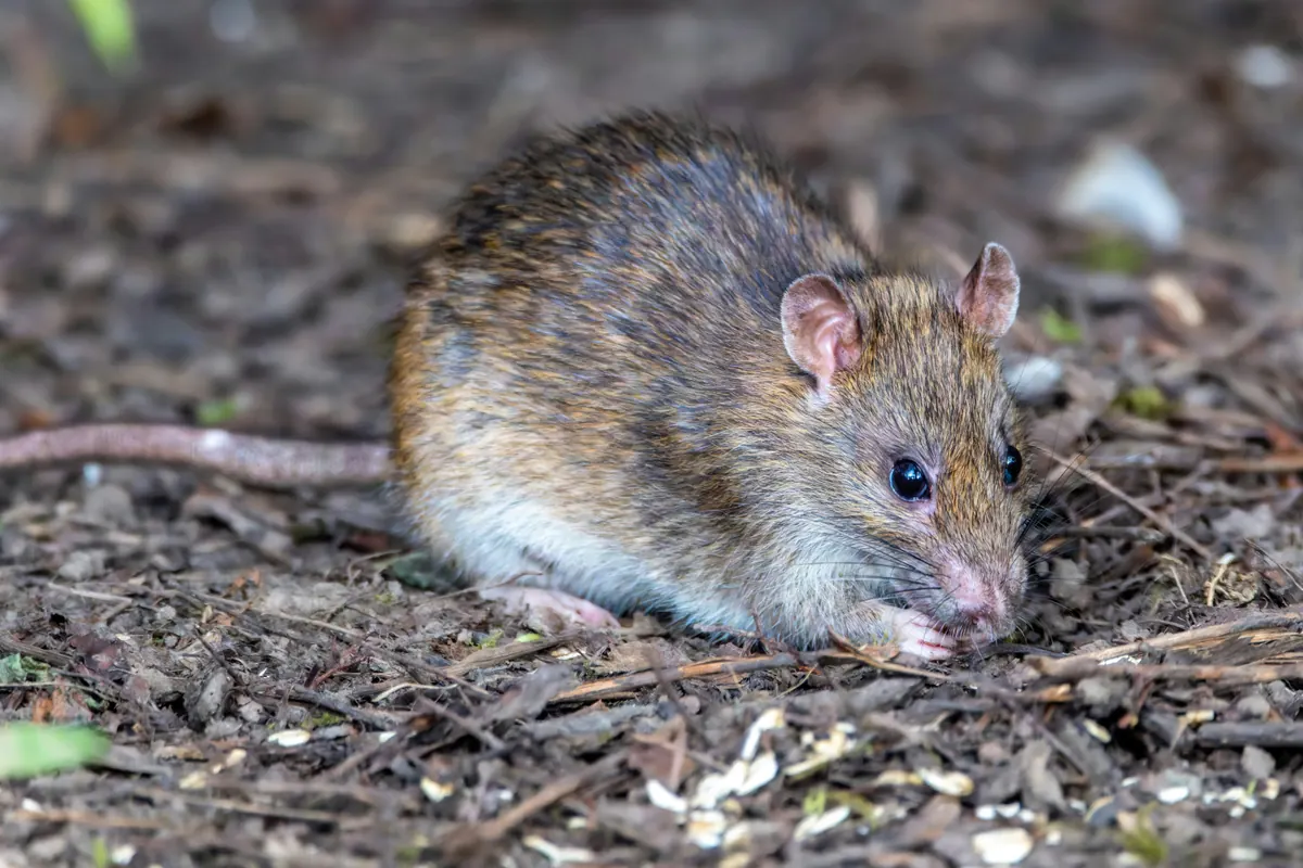 A brown rat foraging on the ground among leaf litter