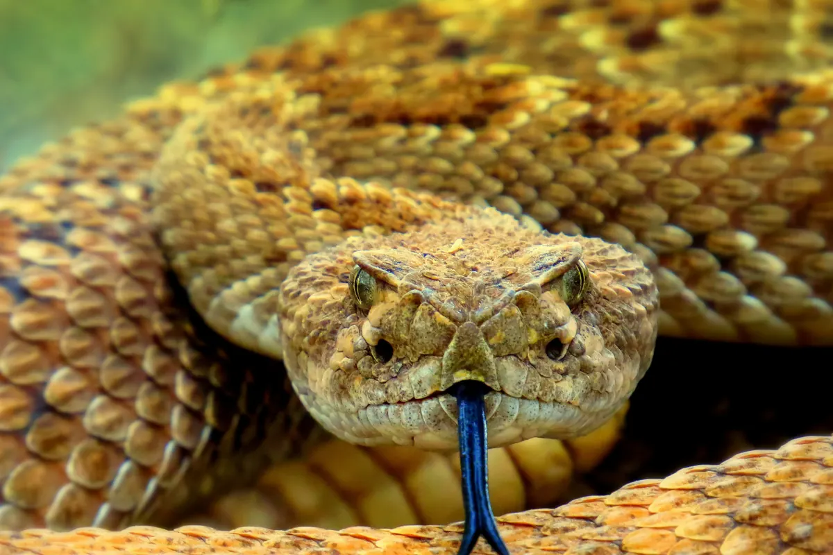 A coiled rattlesnake facing the camera with its tongue extended
