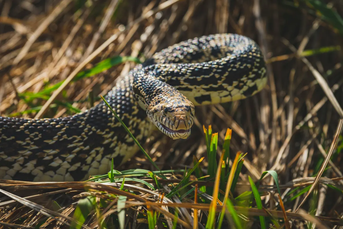 A large non-venomous snake coiled in dry grass