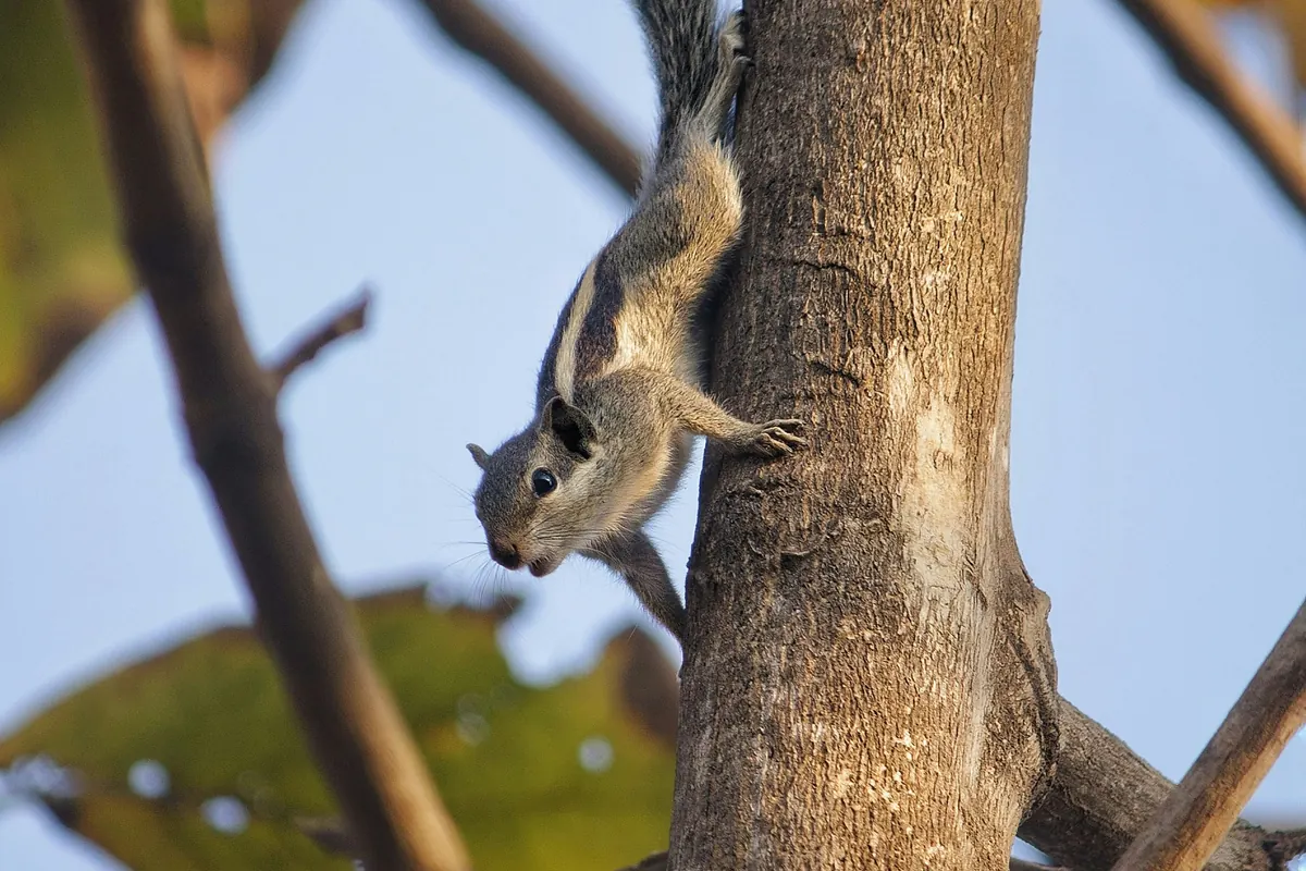 A squirrel climbing head-first down the trunk of a tree