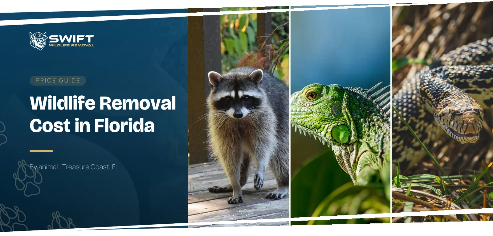 Wildlife removal cost guide for Florida — photos of a raccoon, a green iguana and a snake