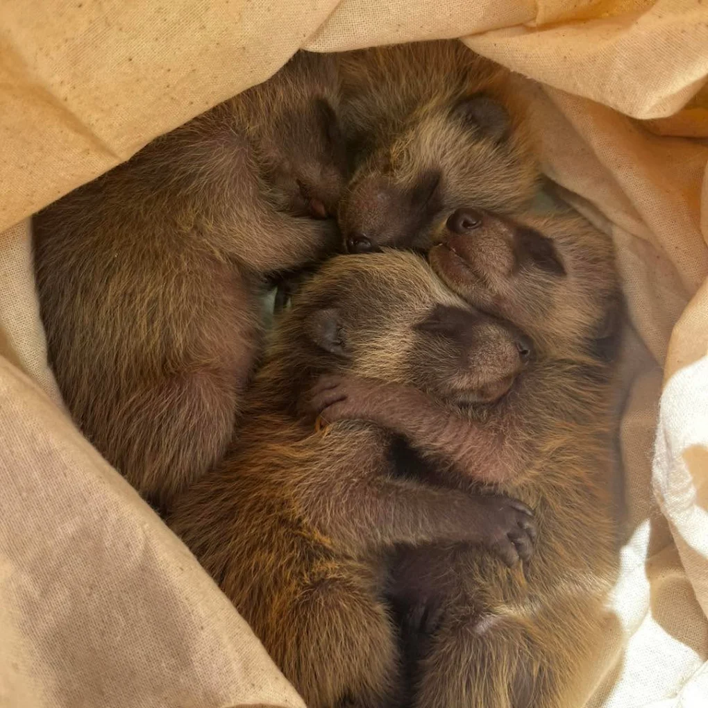 Baby raccoons rescued with their mother