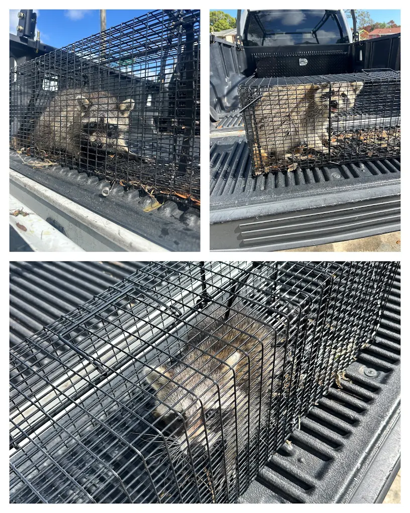 Swift Wildlife safely catching a displaced raccoon after storm damage on the Treasure Coast