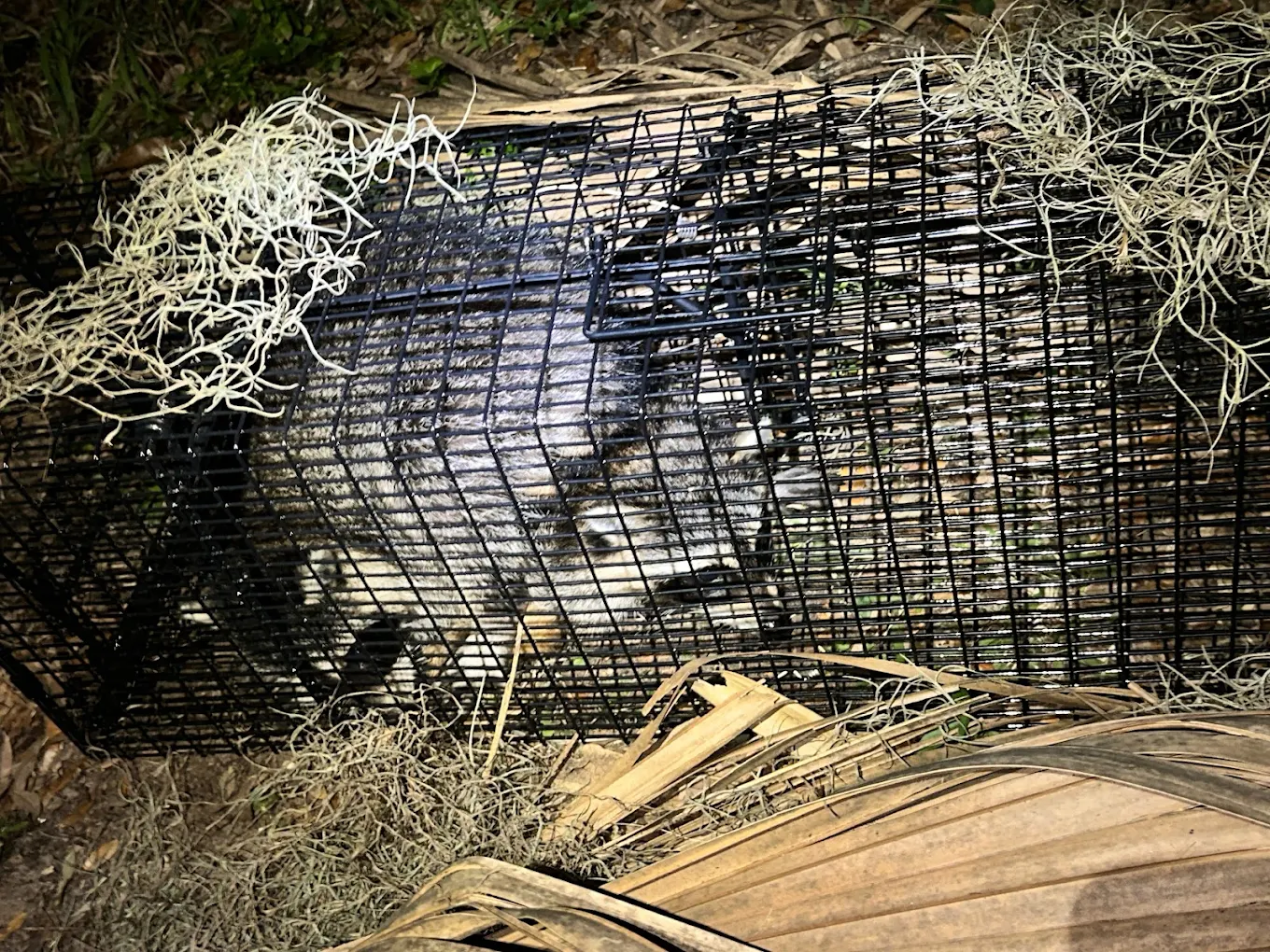Raccoon humanely trapped by the Swift Wildlife team on the Treasure Coast