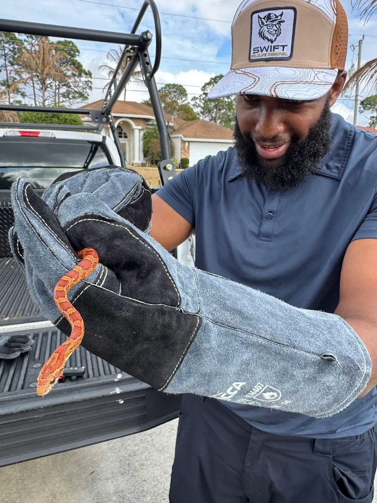 Corn snake safely removed on site — Stuart