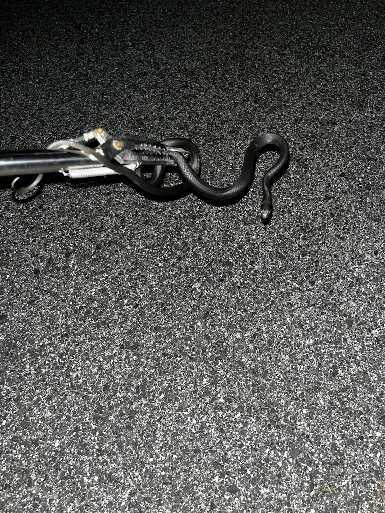 Safe snake identification and removal on a Treasure Coast coastal woodland property