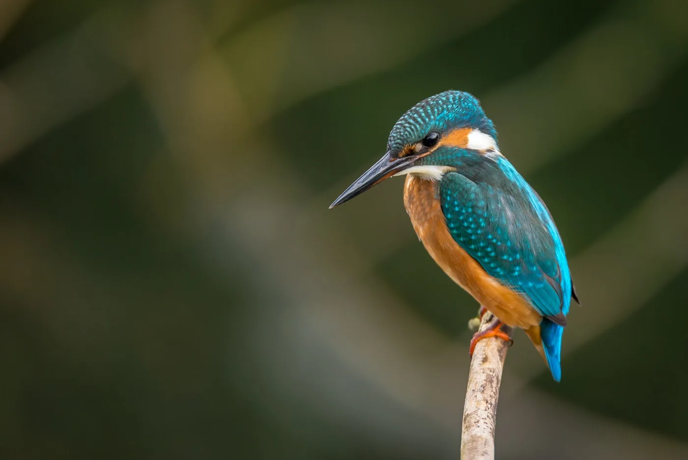 Nuisance birds — a common Treasure Coast wildlife problem handled by Swift Wildlife