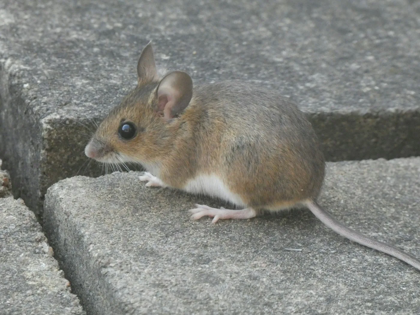 Close-up of a house mouse — the species behind most Treasure Coast attic and home infestations