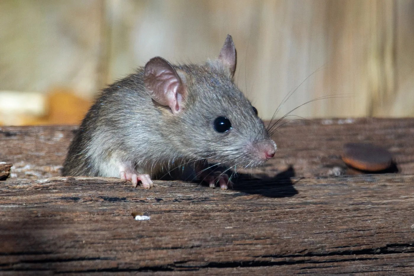 Rats & rodents — a common Treasure Coast wildlife problem handled by Swift Wildlife