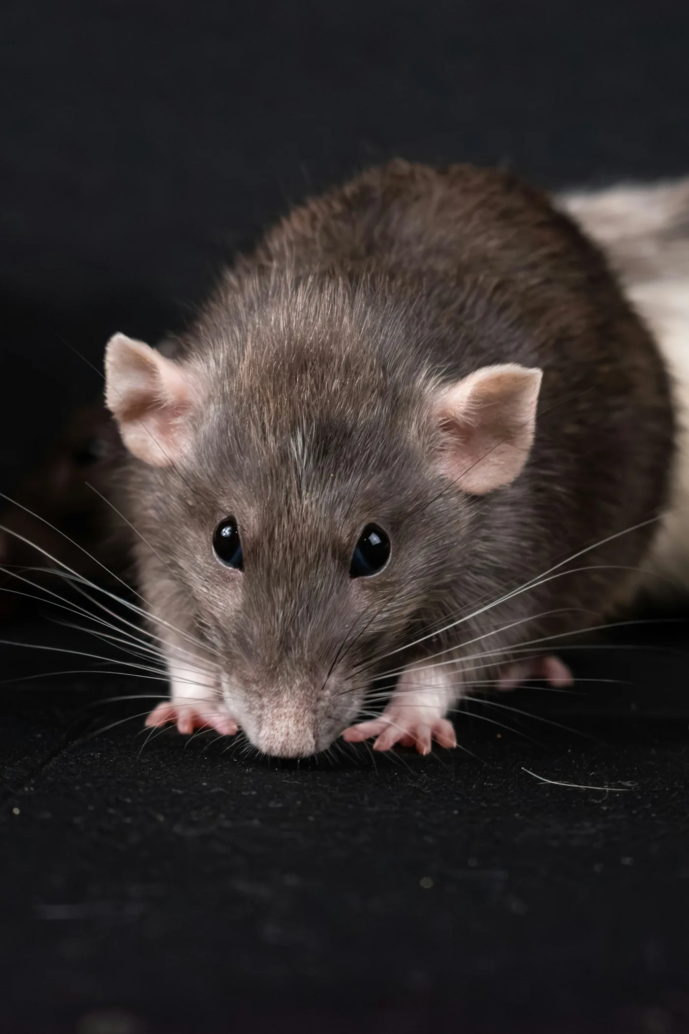 Roof Rat (Rattus rattus) — Florida’s most common attic rat handled by Swift Wildlife on the Treasure Coast