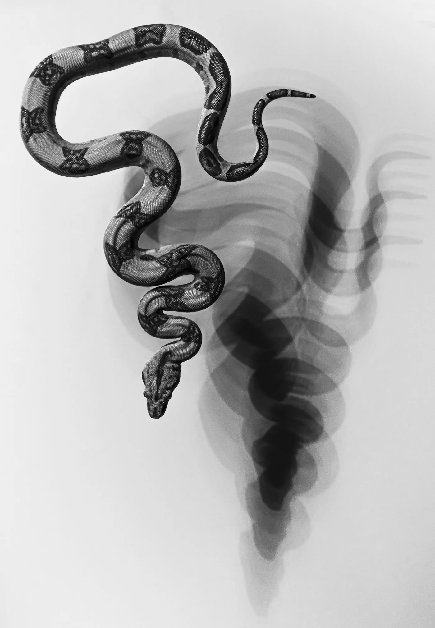 Snakes — a common Treasure Coast wildlife problem handled by Swift Wildlife