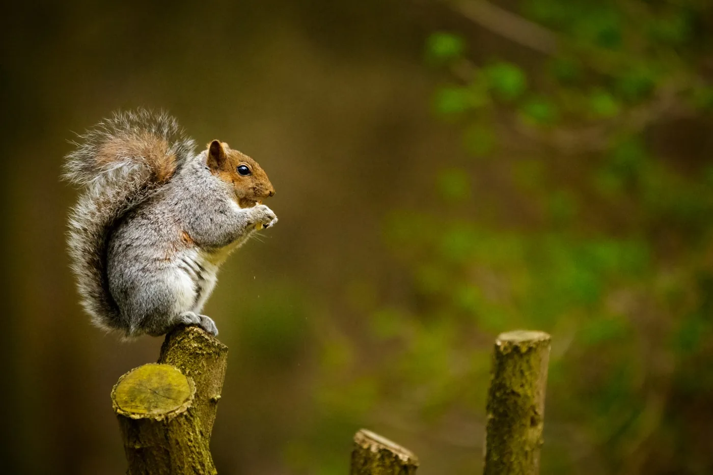 Gnawing squirrels — a common Treasure Coast wildlife problem handled by Swift Wildlife