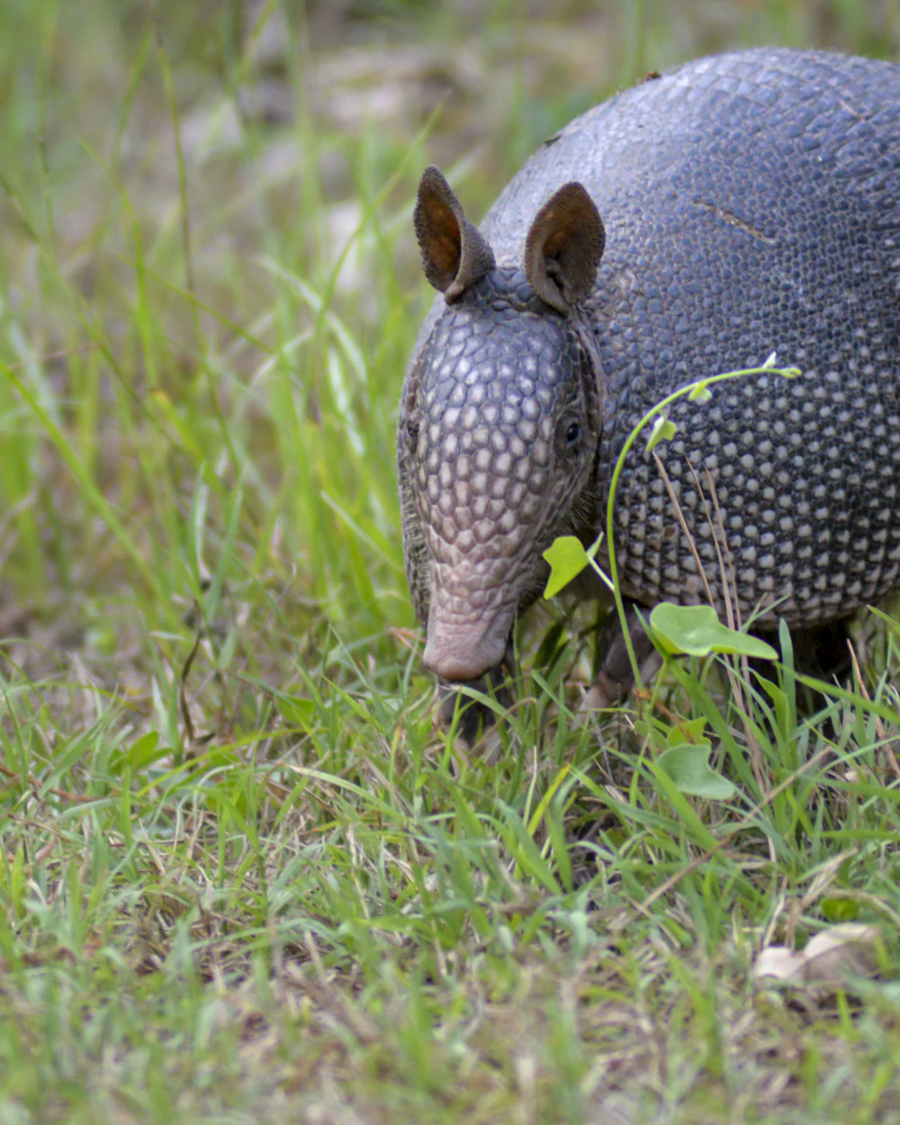 Armadillos — humane armadillos removal on the Treasure Coast by Swift Wildlife