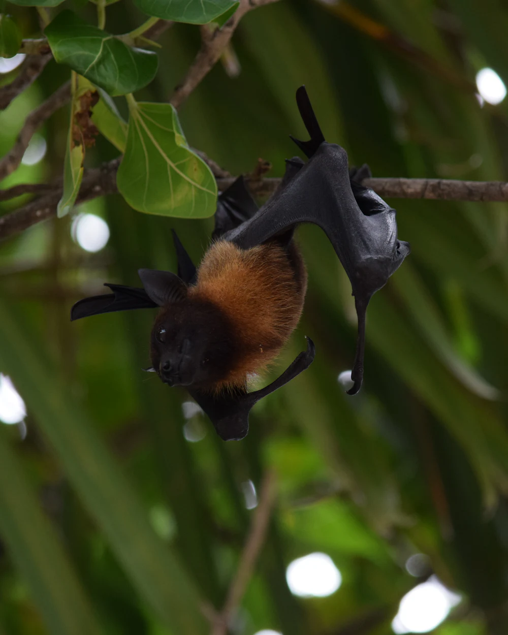 Bats — humane bats removal on the Treasure Coast by Swift Wildlife