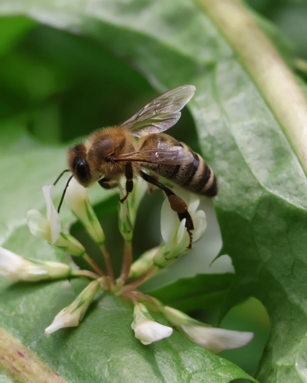 Bees & Wasps — humane bees & wasps removal on the Treasure Coast by Swift Wildlife