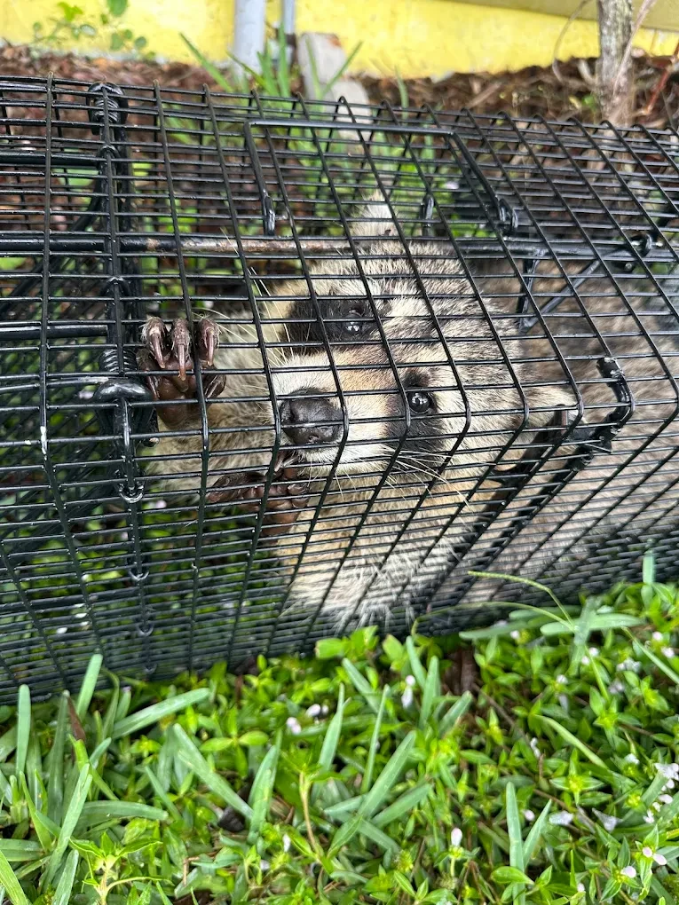 Dead animal removal on the Treasure Coast