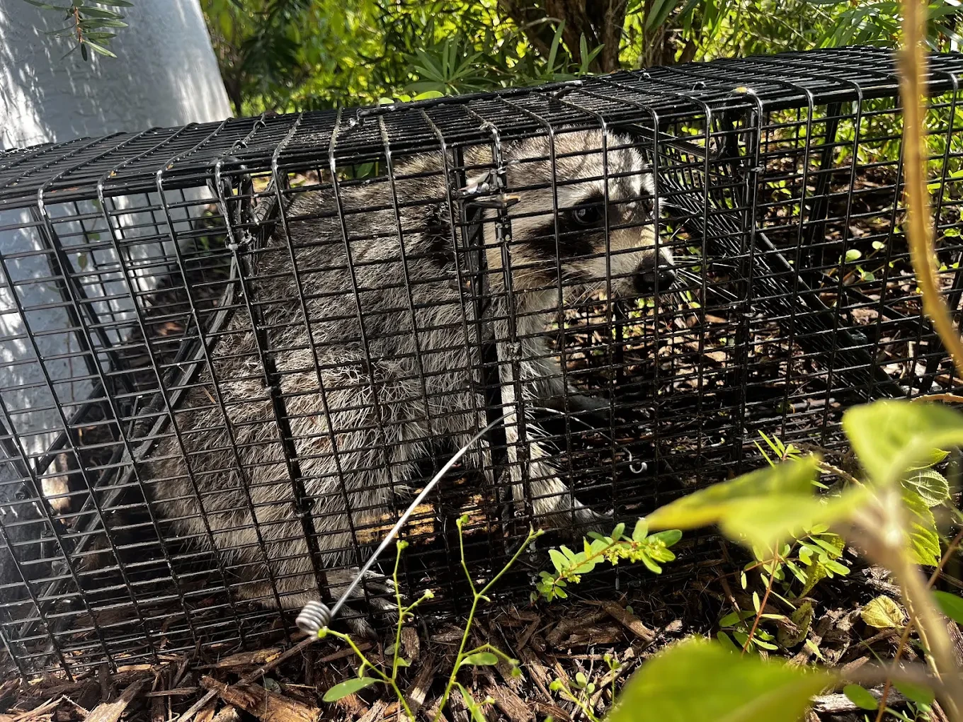 Swift Wildlife inspecting the habitat edge of a Treasure Coast property