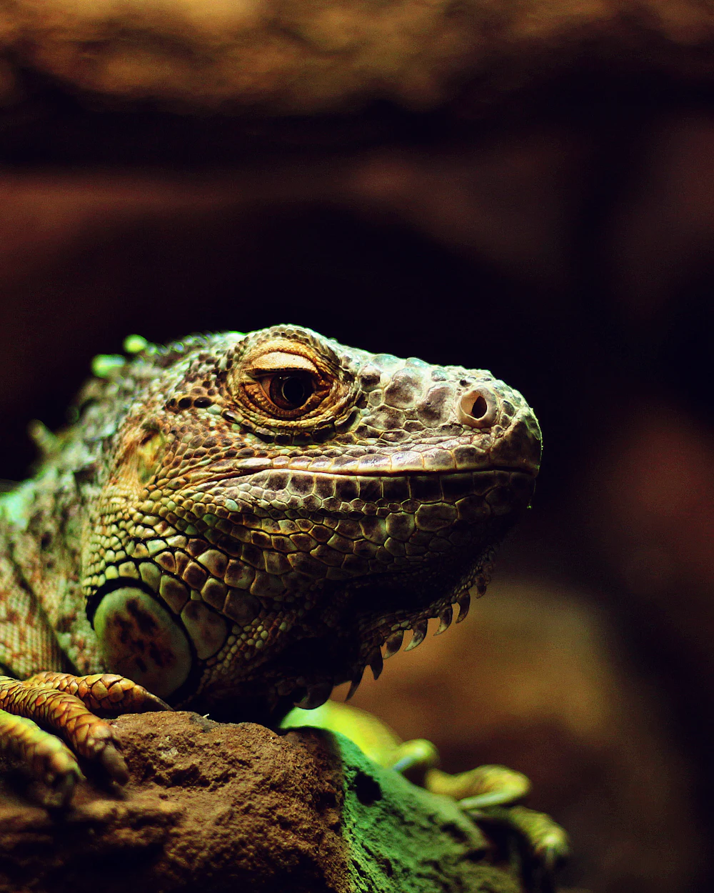 Iguanas — humane iguanas removal on the Treasure Coast by Swift Wildlife