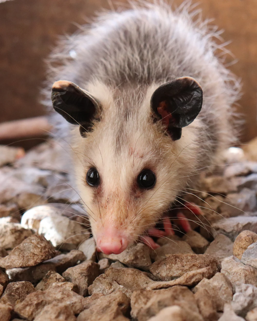 Opossums — humane opossums removal on the Treasure Coast by Swift Wildlife