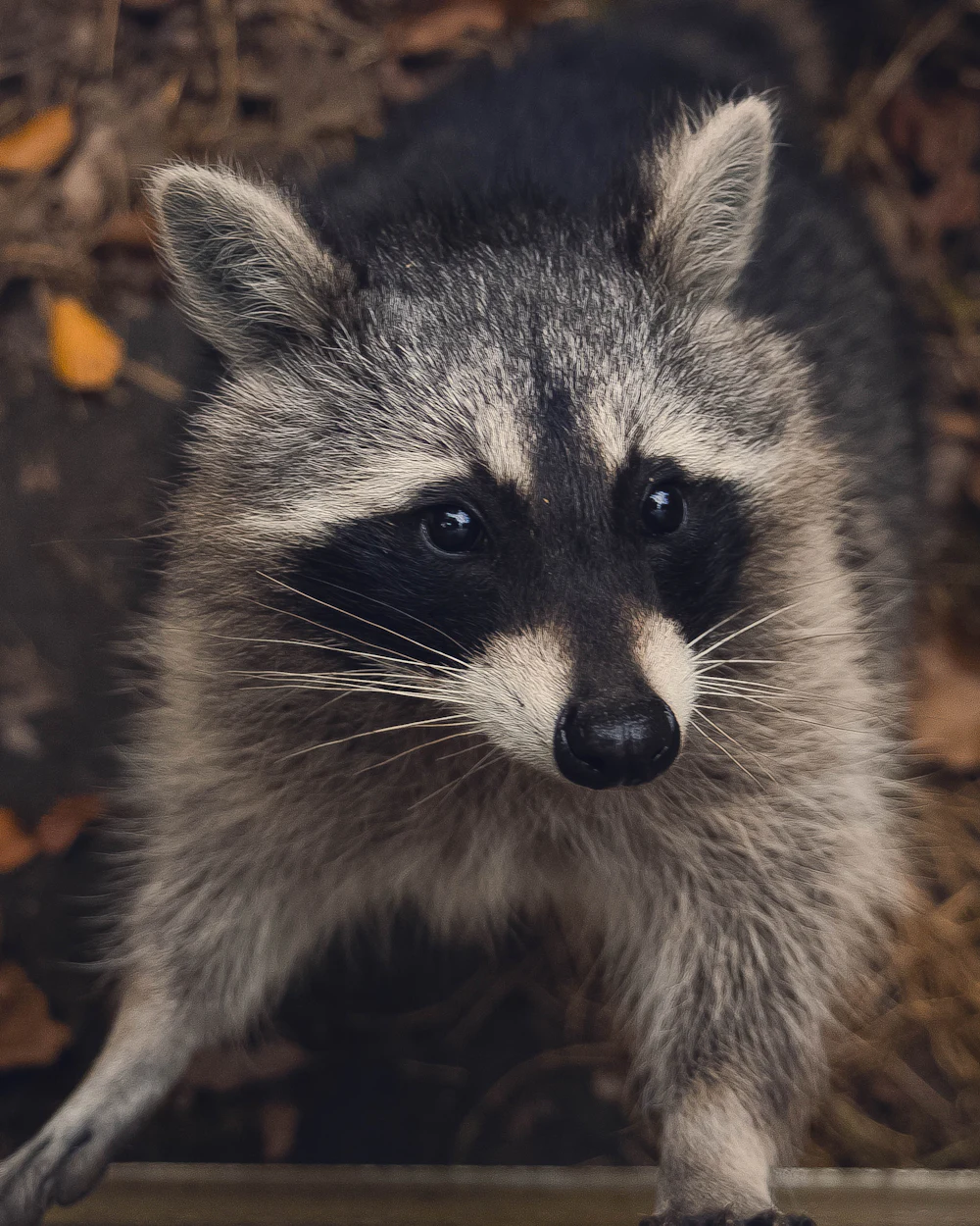 Raccoons — humane raccoons removal on the Treasure Coast by Swift Wildlife