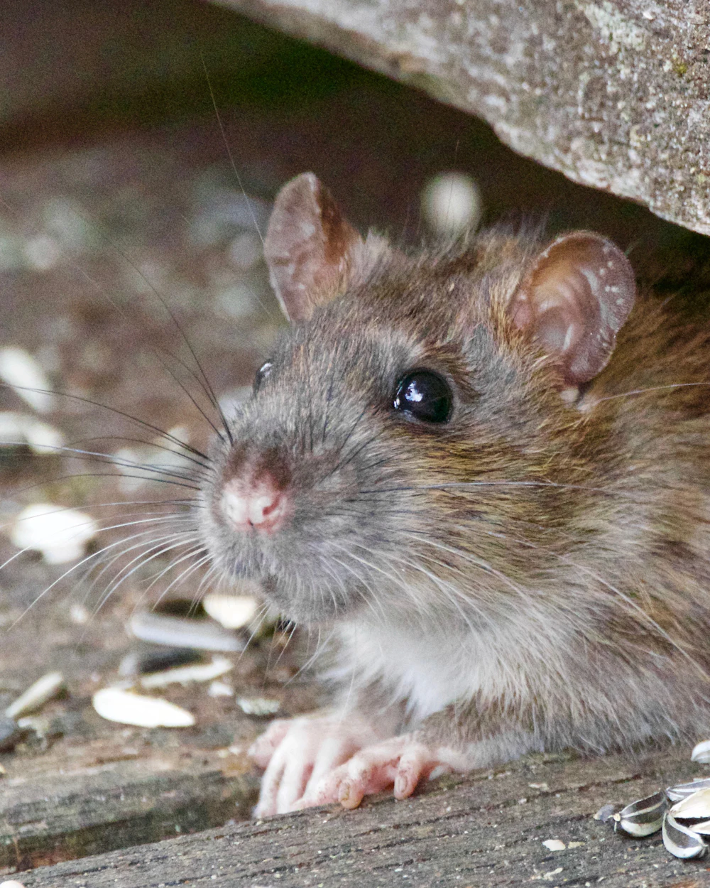 Roof rat control on the Treasure Coast