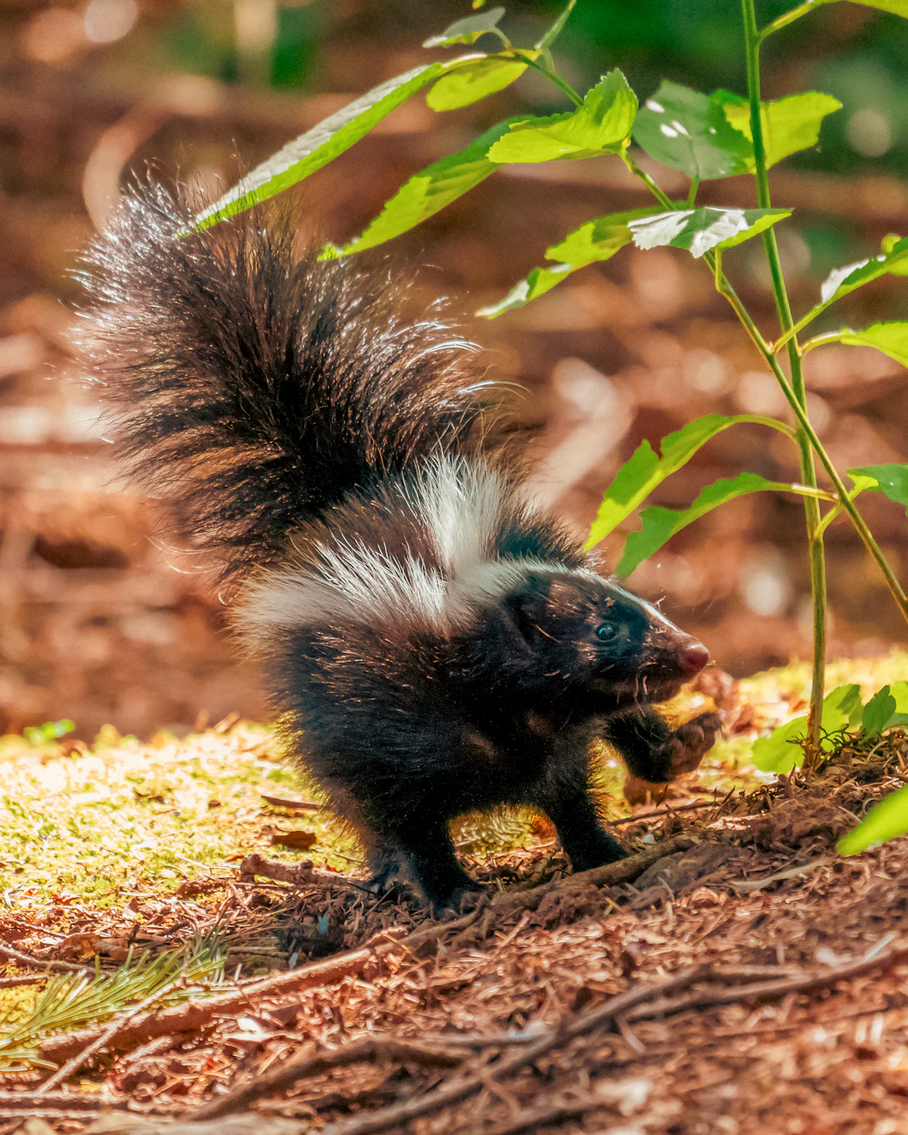 Skunks — humane skunks removal on the Treasure Coast by Swift Wildlife