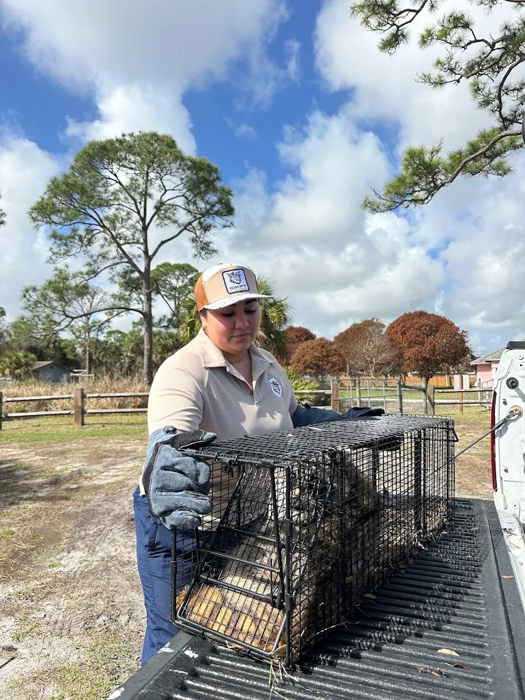 A Swift Wildlife technician loading a humanely trapped animal for relocation on a Treasure Coast property
