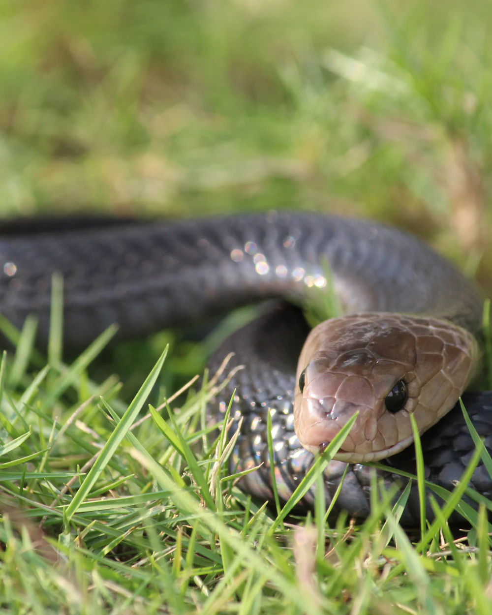 Snakes — humane snakes removal on the Treasure Coast by Swift Wildlife