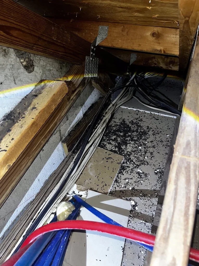 Chewed wiring and droppings left by squirrels inside a Treasure Coast attic — the damage a nesting colony causes