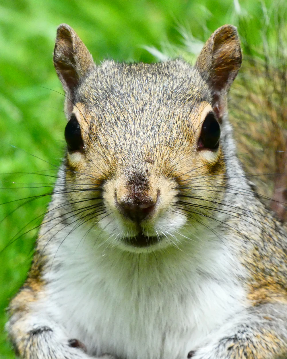 Squirrels — humane squirrels removal on the Treasure Coast by Swift Wildlife
