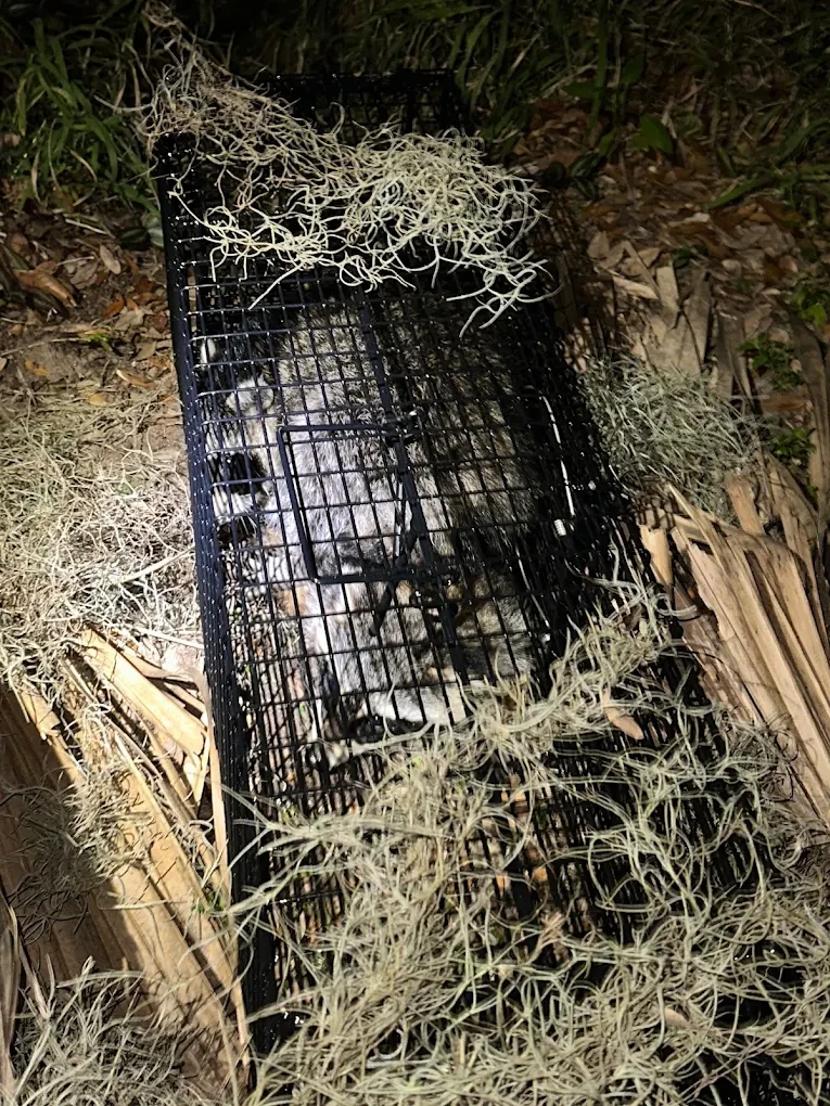 An opossum humanely contained in a live trap by Swift Wildlife on the Treasure Coast